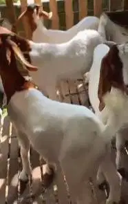 4 ekor bakalan kambing boer 6 bulanan 1 jantan 3 betina siap ternak ok