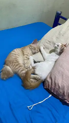 kucing umur 4 bulan