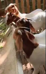 4 ekor bakalan kambing boer 6 bulanan 1 jantan 3 betina F4 siap ternak