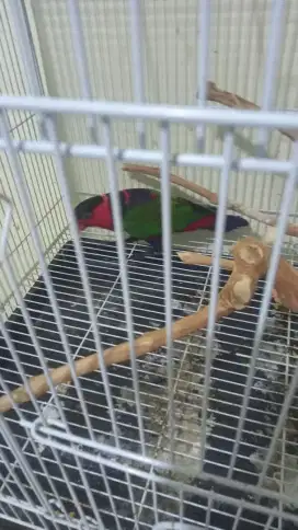 Burung lovebird jantan