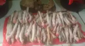 Ready kaki kepala kambing