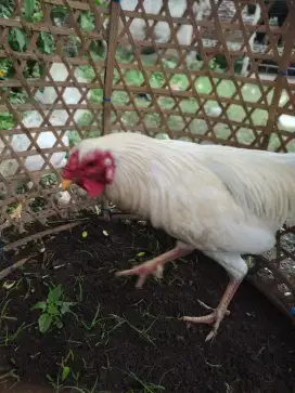 Jual segera ayam bali