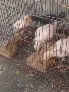 Ayam Bangkok plaker x mangon