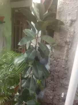 Karet kebo .ficus elastica tanaman hias.