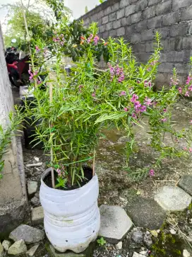 Tanaman Bunga Lavender Merah Muda