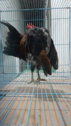 Ayam serama dewasa