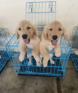 Jual Anak Anjing Golden Retriever Big Bone, Vaksin Lengkap!