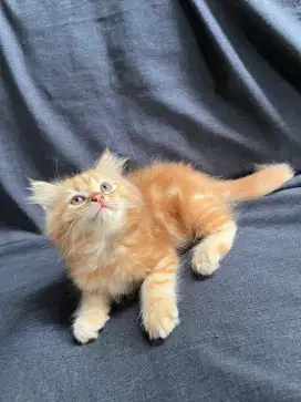 Kitten kucing kecil lucu open adopt