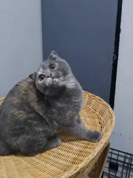 Scottish fold betina tortie british shorthair