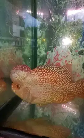 Louhan golden base big head