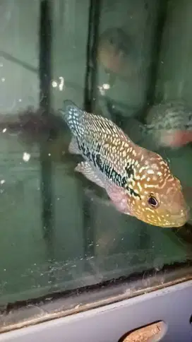 Louhan kamfa f3 mata putih