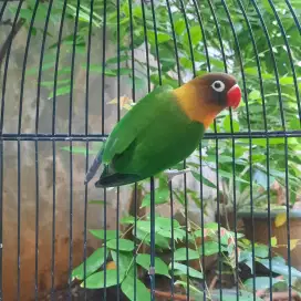 Lovebird jantan warna darkgreen