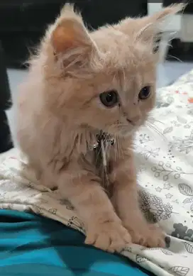 Kitten Persia x Mainecoon Cream