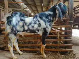 kambing domba aqiqah, kambing hidup / potong cacah, paket aqiqah, dll.
