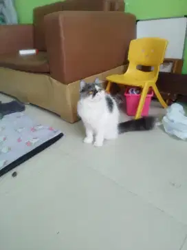 Kucing peaknose