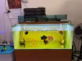 Aquarium 120cm x 60cm x 50cm full set