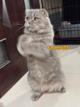 Denza Scottish fold british shorthair