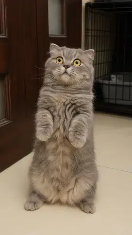 Denza Scottish fold british shorthair