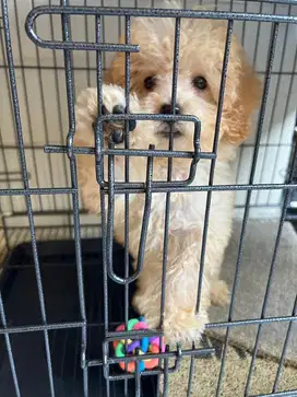 Anjing Mini poodle lucu