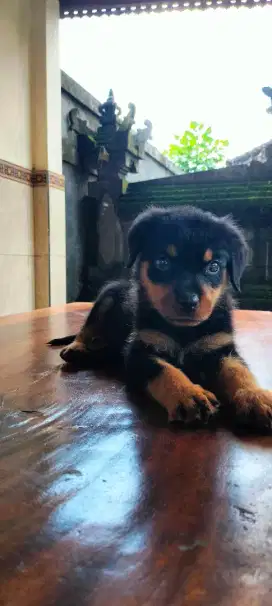 Rot betina super cakep