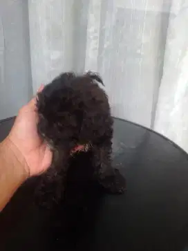 Puppies Shitsu X Poodle jantan