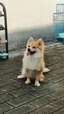 Dijual anjing minipom