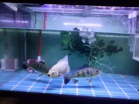 Dijual fullset aquarium + ikan
