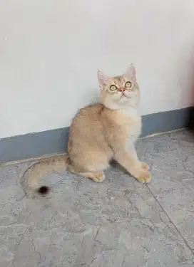 British shorthair/BSH Golden