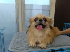 Jual Mini Pekingese Jantan Bloodline Import Ukrain