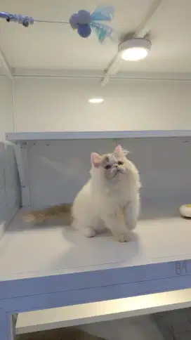 Kucing kitten ras persia peaknose longhair calico betina