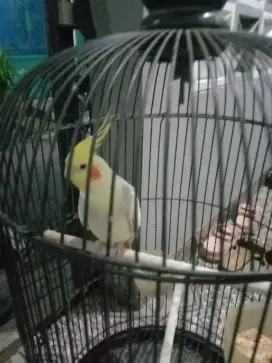 Parkit Australi