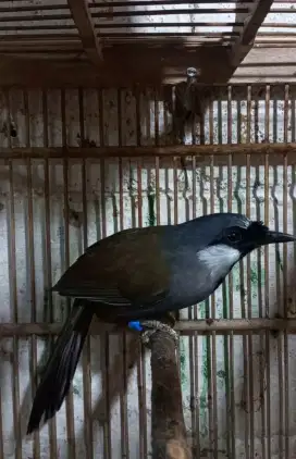 Burung Poksay Hongkong Pipi Putih Betina Jinak Siapan Bodi Gede
