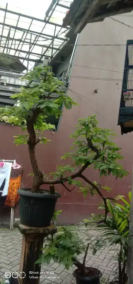 Bonsai asem Jawa dari cangkokan umur 5 thun