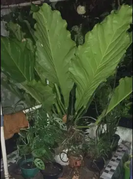 Gelombang Cinta Anthurium