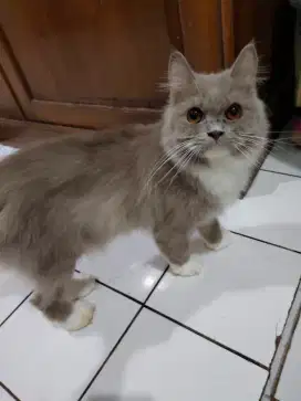 Kucing Persia betina warna coklat moka