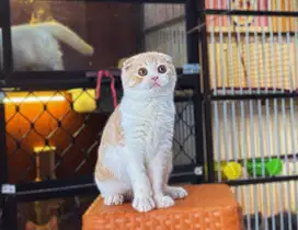 Kucing kitten scottish fold jantan