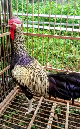 Ayam bekisar suara alami