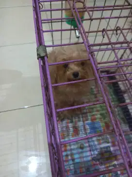 Semi hibah poodle btn 8 bln asli poodle non stb