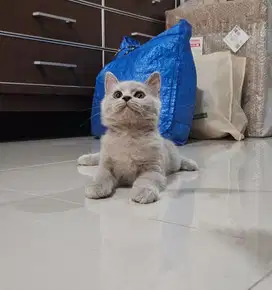 Kucing BSH Lilac Jantan 4 Bulan