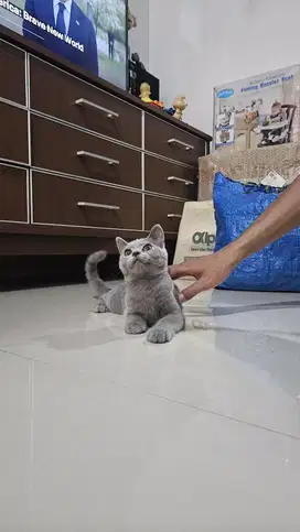 Kucing BSH Betina 4 Bulan