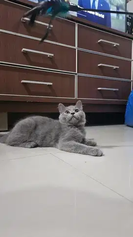 Kucing BSH Jantan 4 Bulan