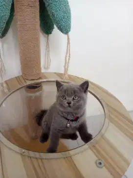 BRITISH SHORTHAIR bsh KITTEN blue solid