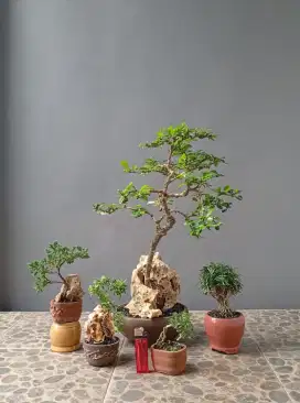 5 pot bonsai hias siap pajang