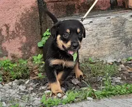 Anjing rottweiler
