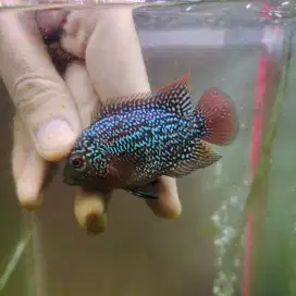 MMXRD01 Ikan louhan cencu 4cm merah lohan cencu flowerhorn cencu indo