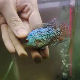 MMXRD02 ikan louhan cencu 4cm merah lohan cencu flowerhorn cencu indo