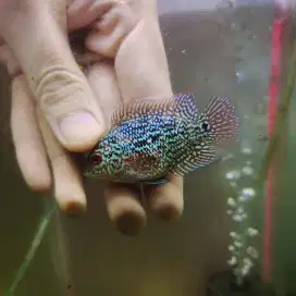 MMXRD03 Ikan louhan cencu 4cm merah lohan cencu flowerhorn cencu indo