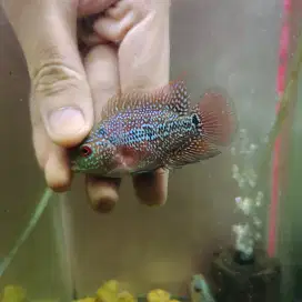 MMXRD04 Ikan louhan cencu 4cm merah lohan cencu flowerhorn cencu indo