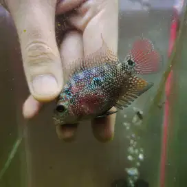 MMXRD05 Ikan louhan cencu 4cm merah lohan cencu flowerhorn cencu indo