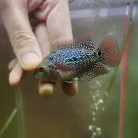 MMXRD06 Ikan louhan cencu 4cm merah lohan cencu flowerhorn cencu indo